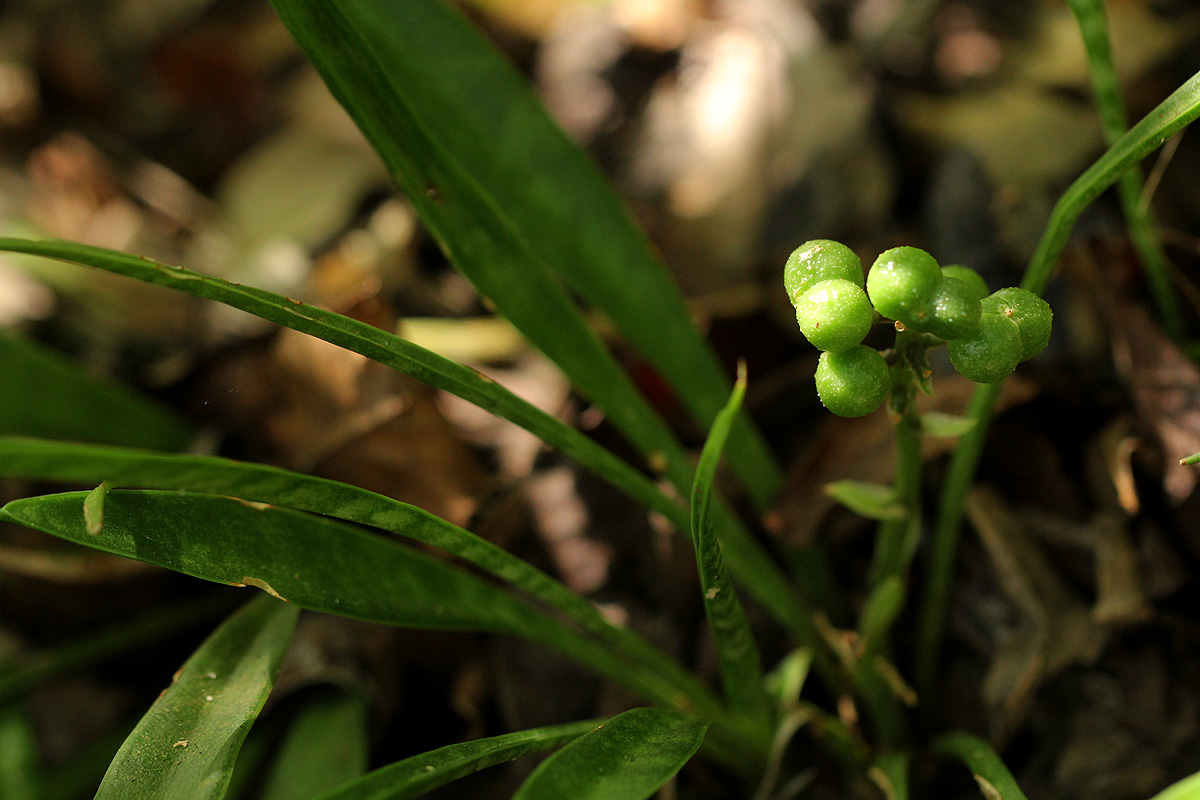 Sansevieria concinna