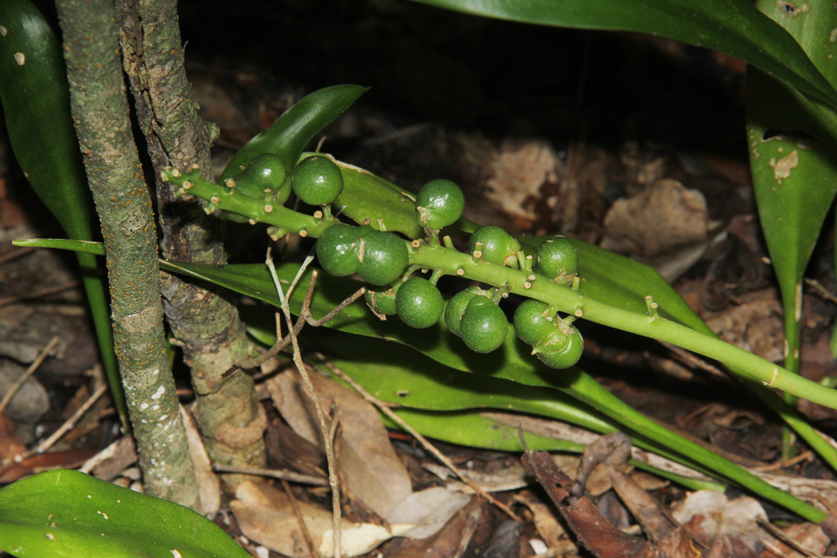 Sansevieria concinna