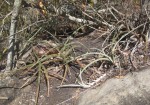 Sansevieria downsii