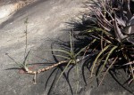 Sansevieria downsii