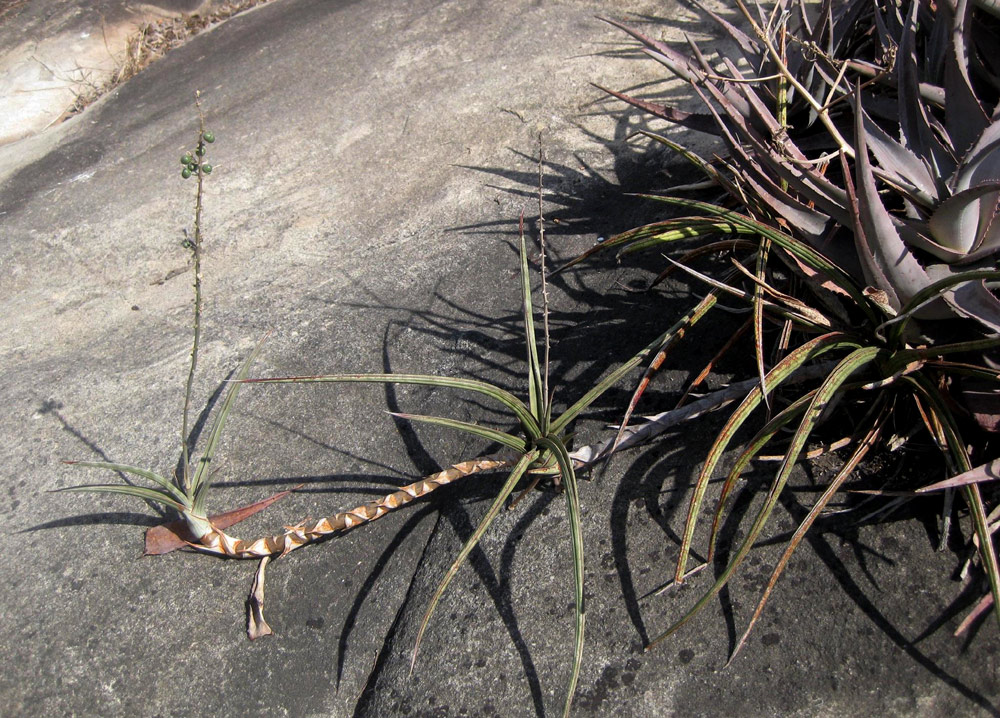 Sansevieria downsii