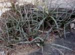 Sansevieria downsii