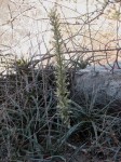 Sansevieria downsii