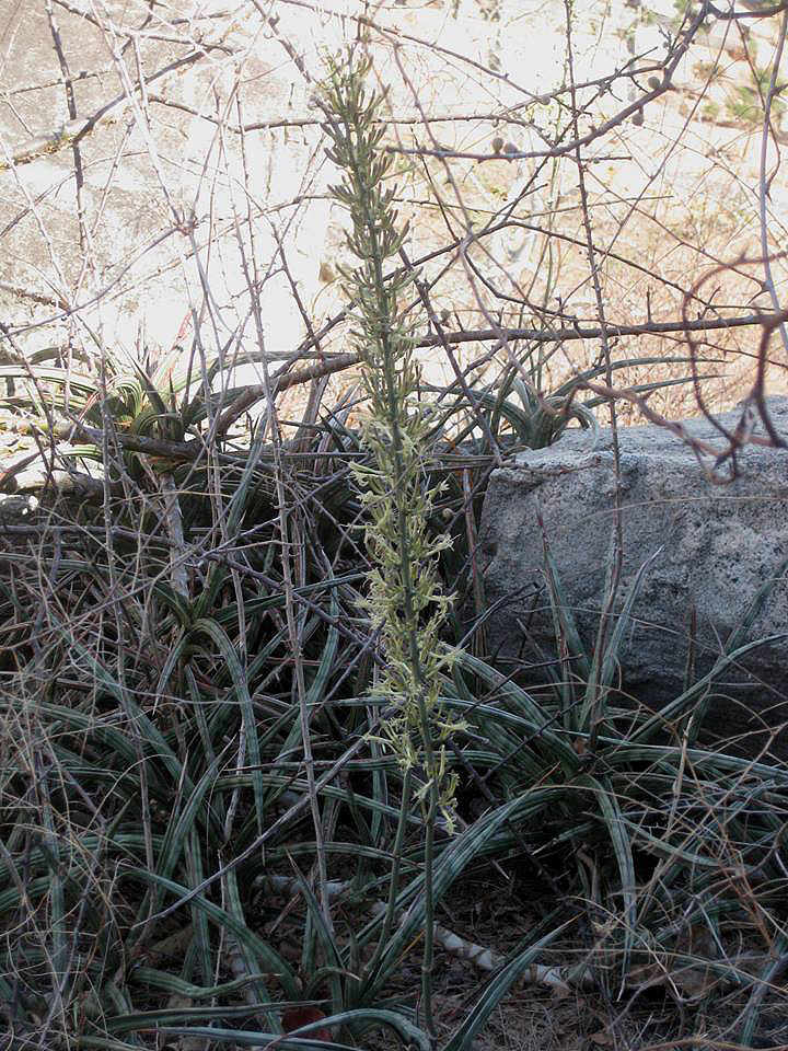 Sansevieria downsii