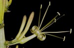 Sansevieria downsii