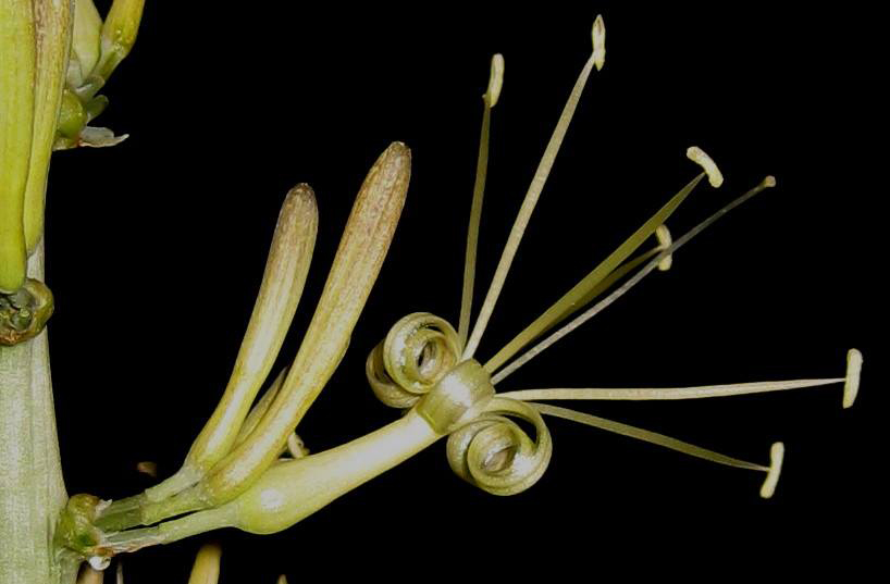 Sansevieria downsii