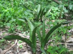 Sansevieria pedicellata