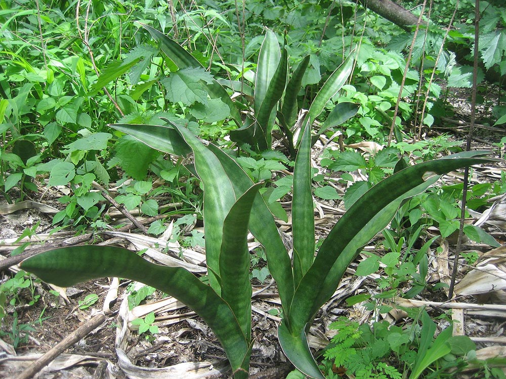 Sansevieria pedicellata