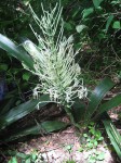 Sansevieria pedicellata