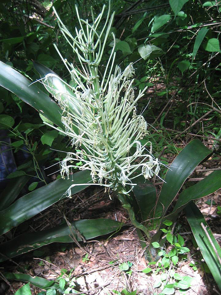 Sansevieria pedicellata