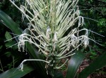 Sansevieria pedicellata