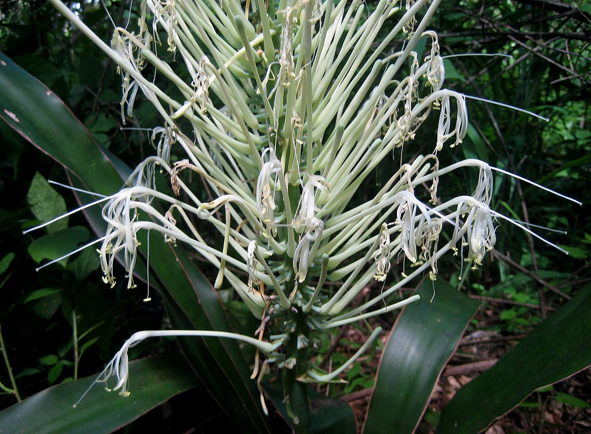 Sansevieria pedicellata