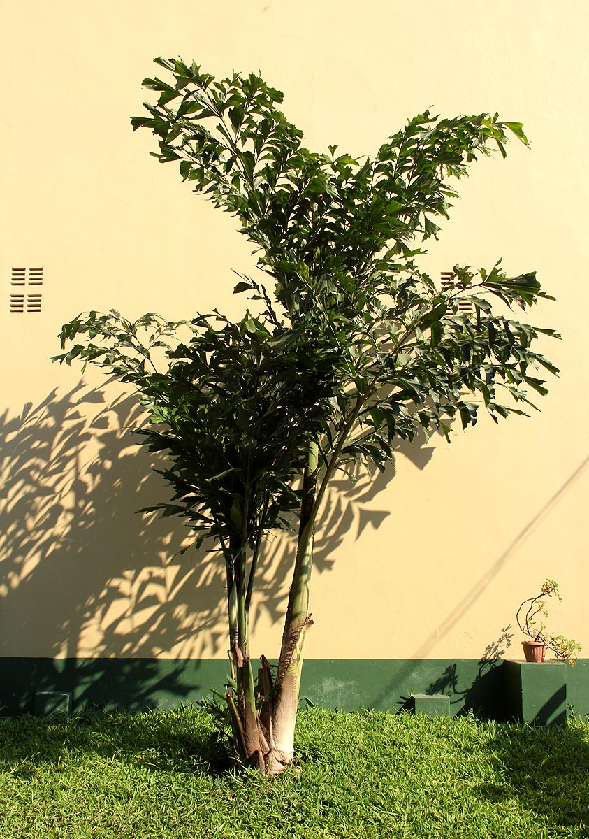 Caryota urens