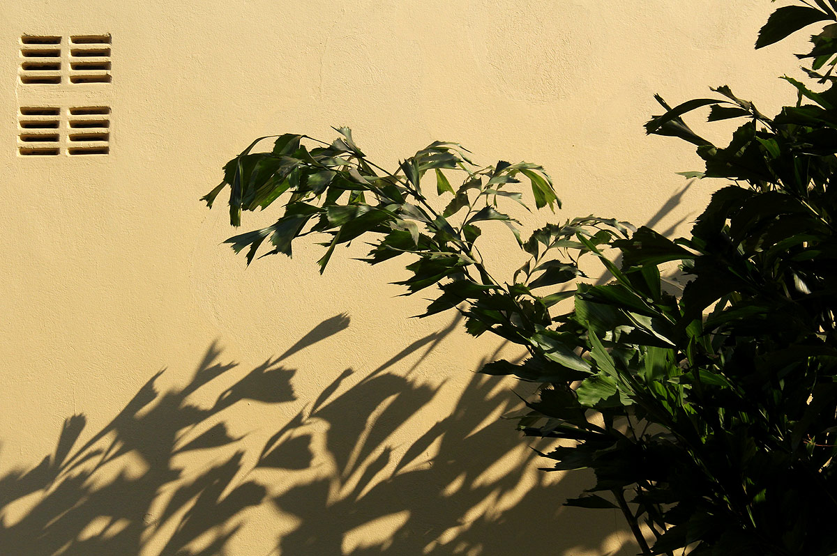 Caryota urens