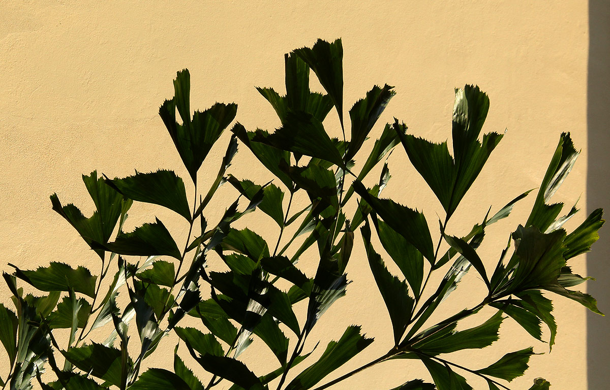 Caryota urens