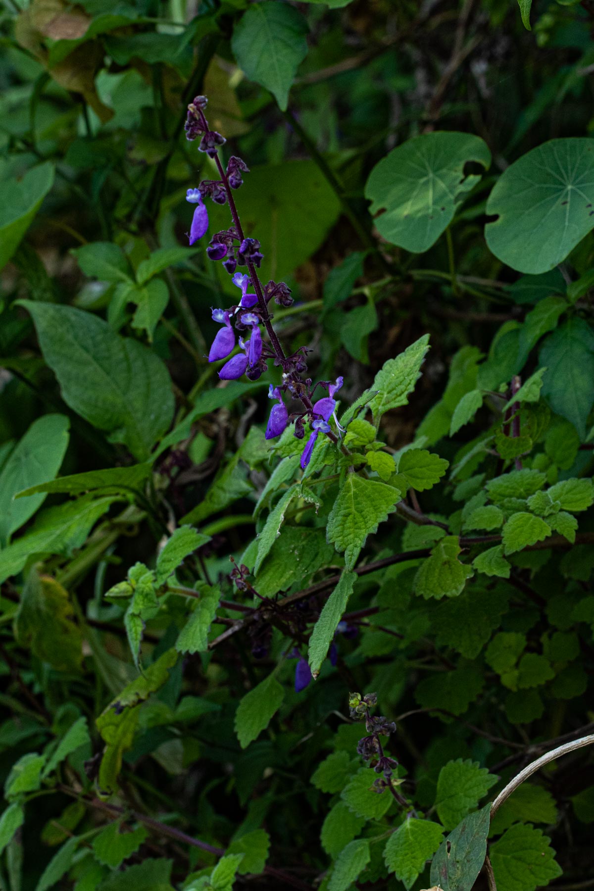 Coleus autranii