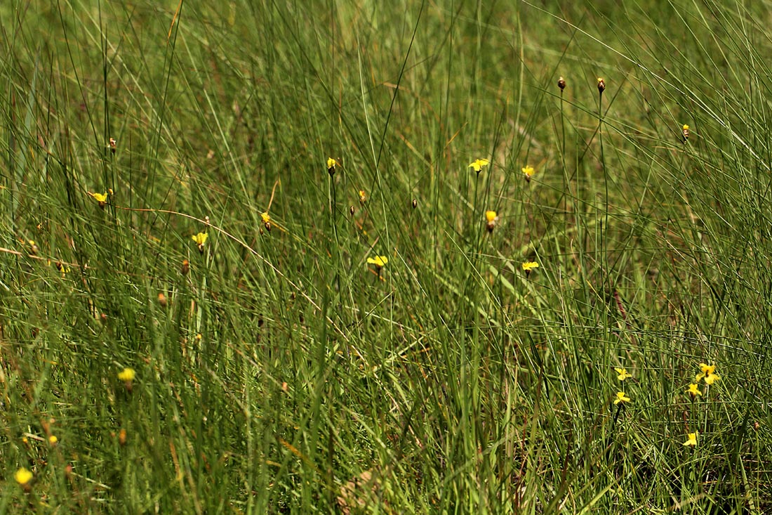 Xyris erubescens