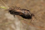 Xyris erubescens