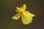 Xyris erubescens