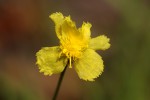 Xyris erubescens
