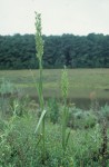 Roeperocharis bennettiana
