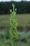 Roeperocharis bennettiana