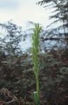 Roeperocharis bennettiana