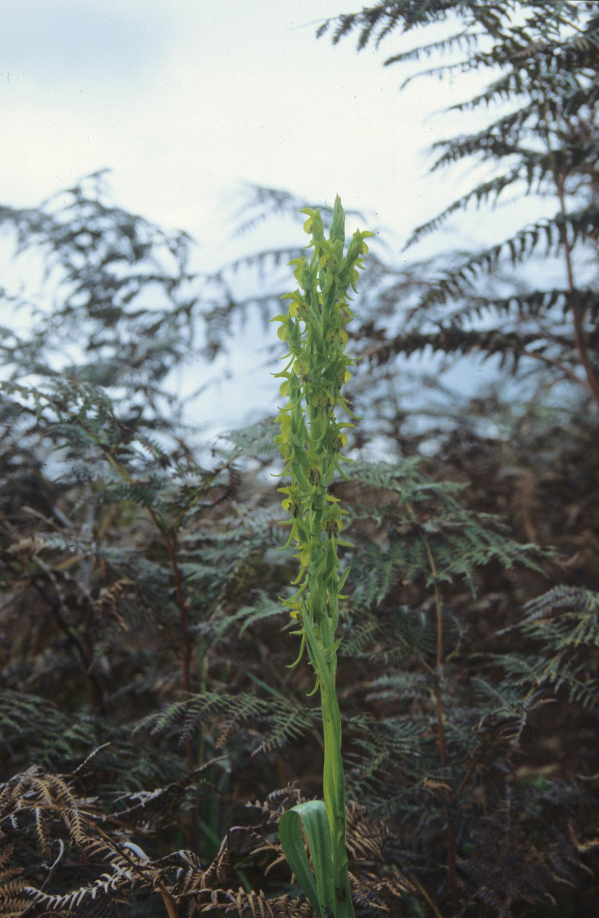 Roeperocharis bennettiana
