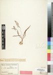 Scilla petersii