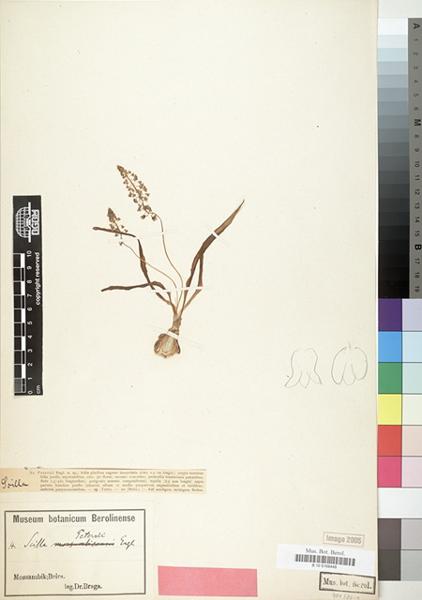 Scilla petersii