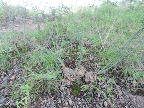 Drimia delagoensis