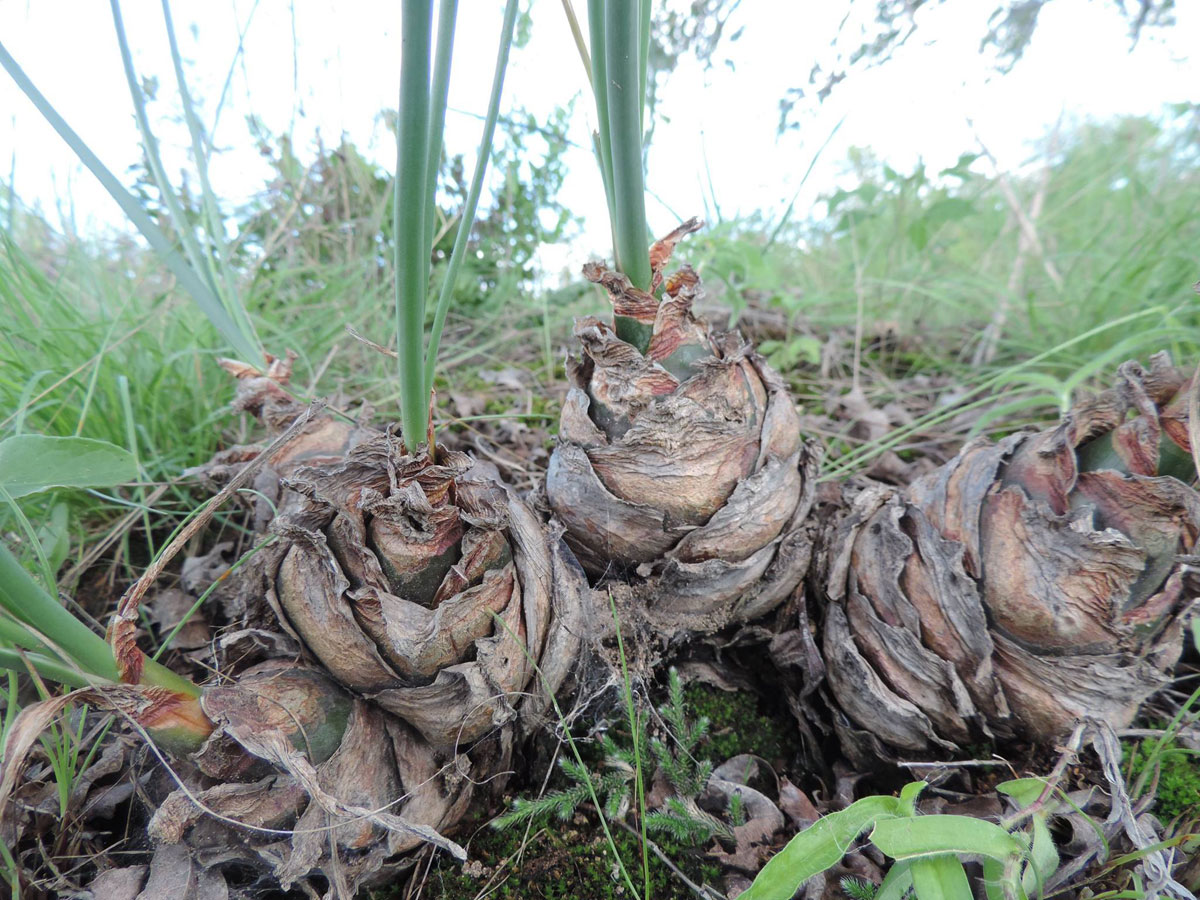 Drimia delagoensis