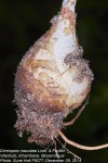 Drimiopsis maculata