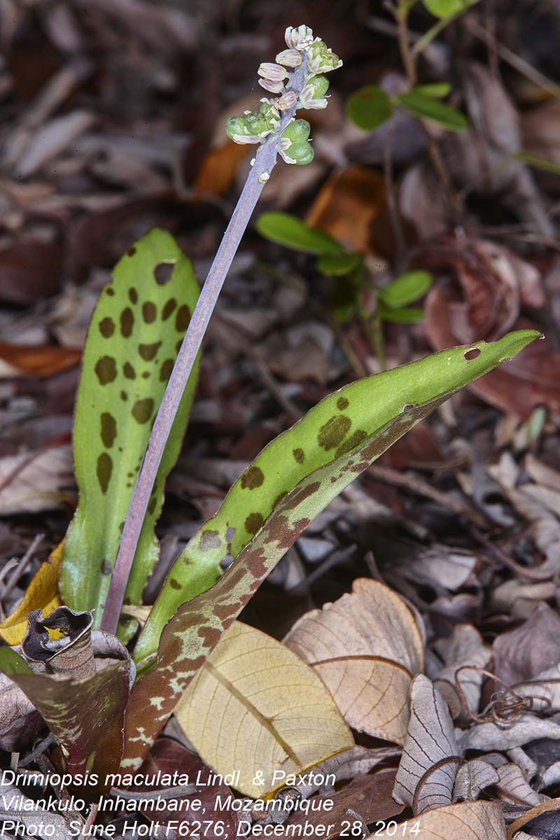 Drimiopsis maculata
