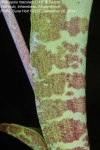 Drimiopsis maculata