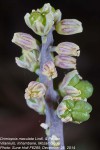 Drimiopsis maculata