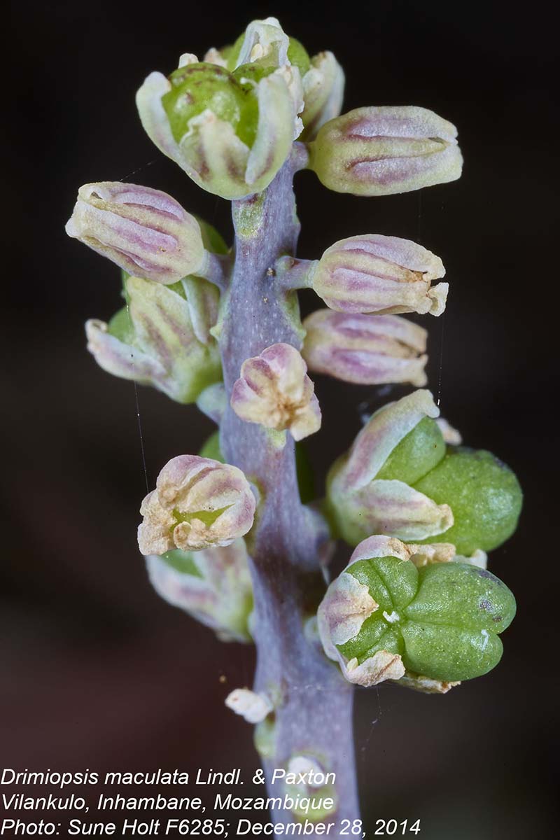 Drimiopsis maculata