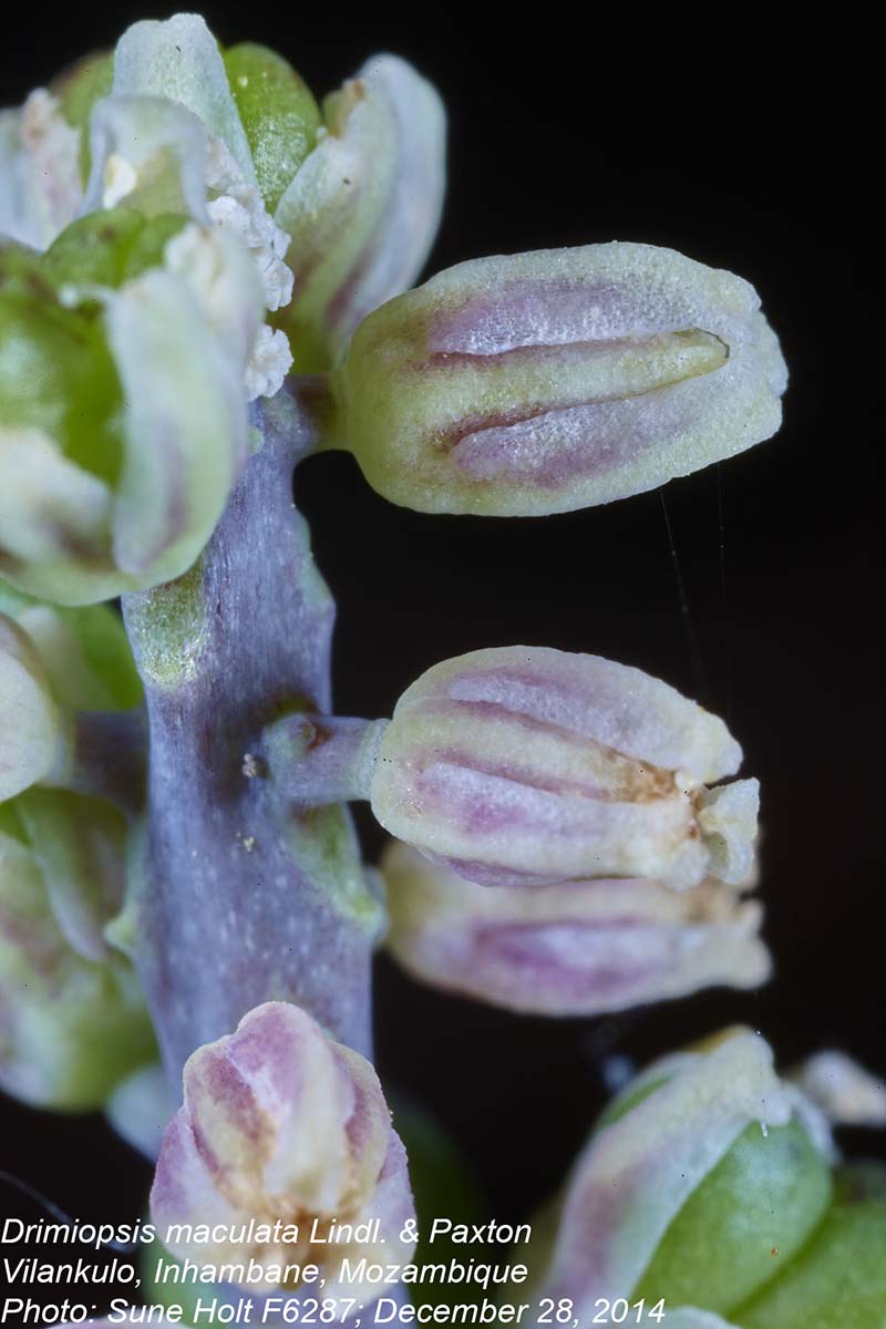 Drimiopsis maculata