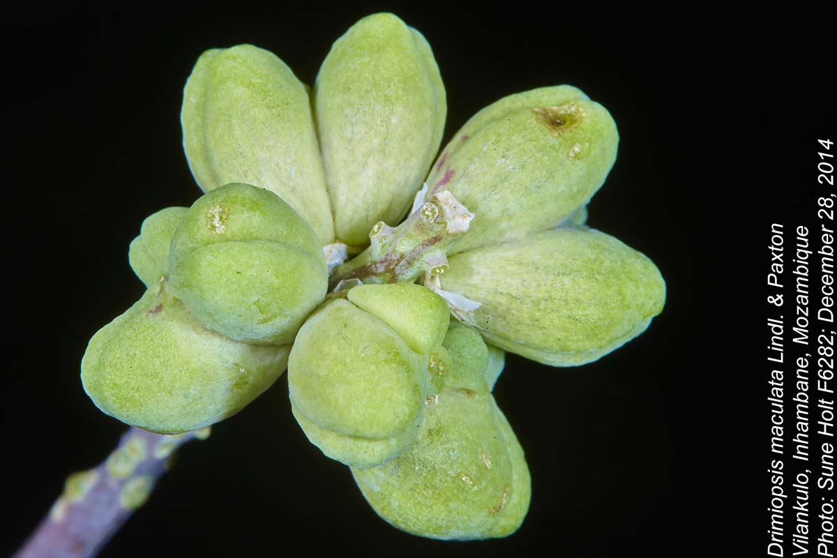 Drimiopsis maculata