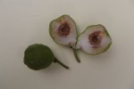 Ficus cyathistipula subsp. cyathistipula