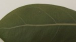 Ficus cyathistipula subsp. cyathistipula