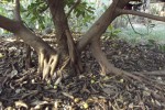 Ficus cyathistipula subsp. cyathistipula