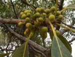 Ficus usambarensis