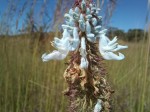 Pycnostachys ciliata