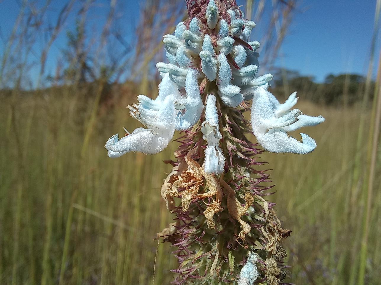 Pycnostachys ciliata