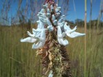 Pycnostachys ciliata