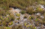 Syngonanthus welwitschii