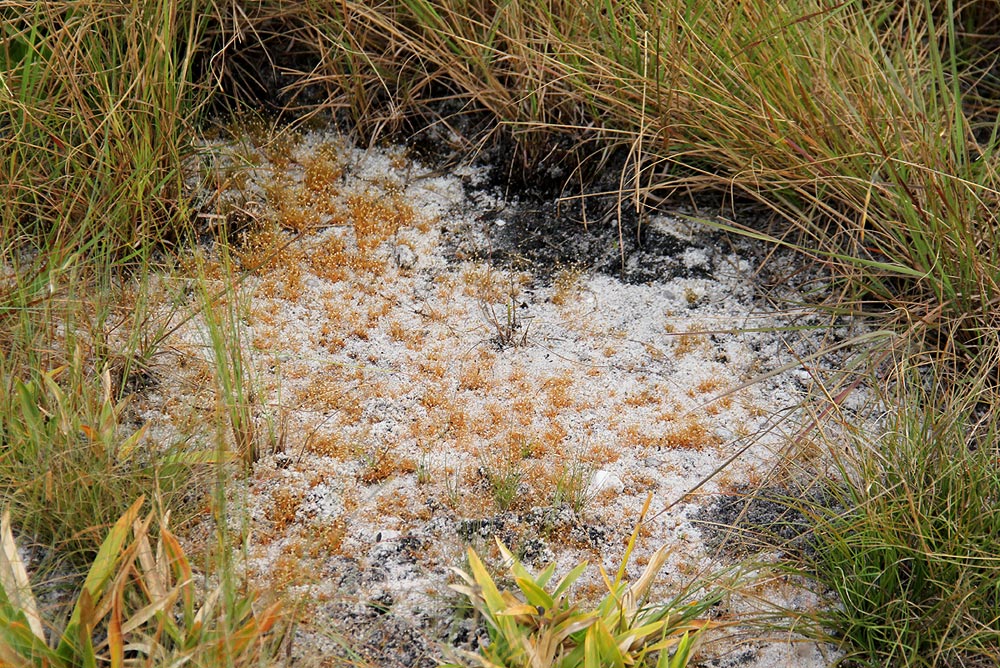 Syngonanthus welwitschii