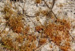 Syngonanthus welwitschii