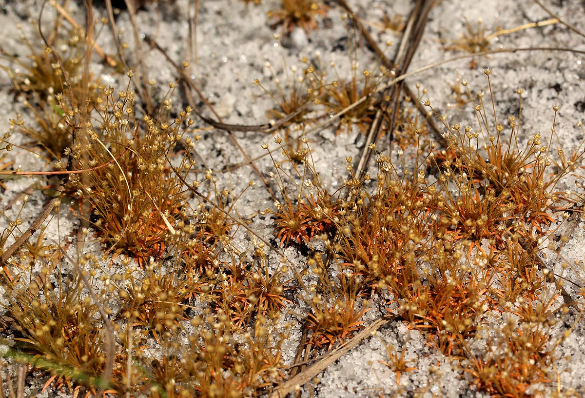 Syngonanthus welwitschii